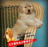 出售金毛幼犬，拥有CKU双血统赛级证书，北京周边可上门送货