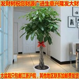办公室客厅植物大型绿植大辫子发财树盆栽防辐射花卉净化空气盆景