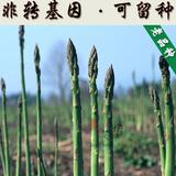 老品种非转基因春播蔬菜种子可留种多年生芦笋四季阳台盆栽芦笋苗
