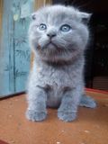 家养英国短毛猫纯种蓝猫折耳蓝猫dd公猫种公猫立耳宠物猫母猫