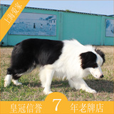宠物活体狗狗纯种边境牧羊犬幼犬黑白色母犬上海爱家宠物训练C18