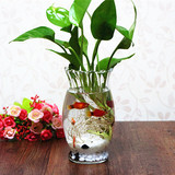 元宵宜家风格透明简约水培玻璃绿萝吊兰水养花盆专用花瓶小鱼缸