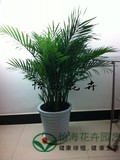 袖珍椰子 客厅 办公 大型绿植盆栽 去甲醛植物耐养 长沙绿植