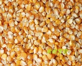 广西农家自产散装新鲜 玉米 宠物鸡鸭动物饲料 苞米 杂粮 玉米粒