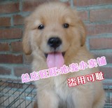 重庆出售金毛狗狗纯种金毛幼犬导盲犬寻回猎犬大型犬宠物狗狗55