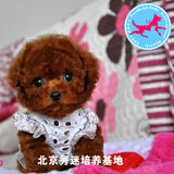 韩国血统，纯种泰迪犬幼犬出售狗狗，茶杯犬玩具红贵宾犬宠物狗