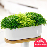爱优尚组合绿植盆栽绿地球办公桌床头卧室阳台小型植物蕨类翠云草