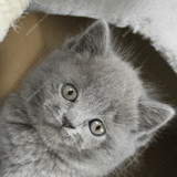蓝猫 英国短毛猫 蓝 纯种英短猫 宠物猫 幼猫 活体 支持花呗