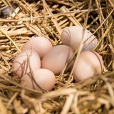 善小园有机养殖基地 笨鸡蛋 土鸡蛋 草鸡蛋 散养鸡蛋 新鲜柴鸡蛋