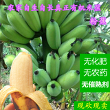 新鲜农家水果米蕉广西玉林粉蕉西贡蕉芭蕉非皇帝香蕉5斤多省包邮
