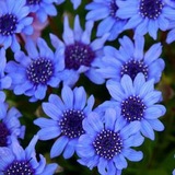 进口美国花种子 蓝雏菊 ’蓝色费利西亚‘ 10粒 矮生耐寒 分枝好