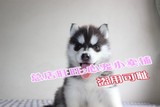武汉纯种赛级双血统 哈士奇幼犬出售，西伯利亚雪橇犬顶级品质