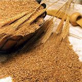 甘肃庆阳新货散装农家自种带皮小麦小麦粒小麦草种子五谷杂粮