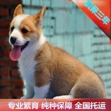 精品宠物犬威尔士狗狗犬舍纯种柯基犬宠物狗幼犬出售全国可送货A7