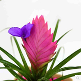 铁兰花紫花凤梨稀有品种室内铁兰盆栽进化空气绿植吊兰净化空气