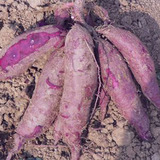 番薯新鲜紫红薯小紫薯地瓜紫红薯紫番薯香薯鲜紫心地瓜 2015新挖