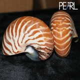 鹦鹉螺 天然贝壳海螺 四大名螺之一 收藏标本螺家居摆设批发