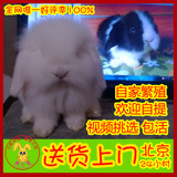 【兔子邦】纯种荷兰长毛折耳兔垂耳兔兔宝宝宠物兔子活体北京天津