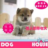 北京犬舍低价出售活体日本纯种柴犬狗幼犬高品质宠物狗出售BJ-23