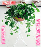 大号绿萝吊兰吸甲醛净化空气防电脑辐射室内绿植花卉植物盆栽北京