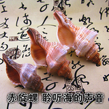 天然贝壳大海螺赤旋螺摆件 鱼缸水族创意礼品 聆听海的声音推荐