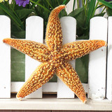 青岛海边特产纯天然野生刺棘海星海螺贝壳珊瑚家居地台摆件超低价