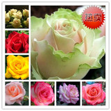 阳台花卉绿植盆栽 毛玫瑰花苗大花 食用玫瑰 5年苗 当年开花包邮