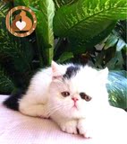 异国短毛猫 加菲猫 异短 双色 纯种 梵纹 幼猫 活体宠物-新家武汉