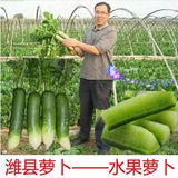 【潍县青萝卜种子】 里外青萝卜 水果萝卜春季种家庭蔬菜种子四季