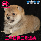 日本纯种柴犬狗幼犬高品质宠物狗出售 专业基地繁殖狗狗保健康