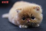 甜甜猫★红虎斑长毛DD汤圆★加菲猫★纯种猫★异国短毛猫（北京）