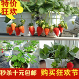 包邮 低价蔬菜种子四季草莓种子 盆栽草莓种子 食用观赏 袋装30粒