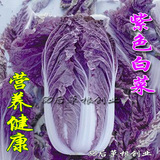 寿光蔬菜种子批发 紫白菜种子 紫色大白菜种子 高抗病 10粒