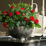 丹麦精品微型玫瑰花盆栽 多头带花 迷你室内花卉绿植 2盆包邮