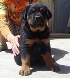 促销 罗威纳犬 纯种 幼犬出售 家养实物 巨型犬大骨架 支付宝视频