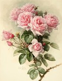 精准印花新款法国dmc纯棉线十字绣正品 世界名画 油画 浪漫粉玫瑰