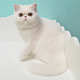 【三维猫舍】CFA 赛级白色异国短毛猫 加菲猫 MM
