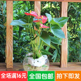盆栽-红掌-粉掌-白掌-水培 一帆风顺 绿色植物 净化空气