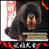 深圳宠物狗场出售纯种藏獒幼犬出售 雪獒铁包金黄红獒 狮王后代