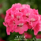 【天竺葵-玫瑰彩虹】地平线/多年生花卉/英国进口种子5粒