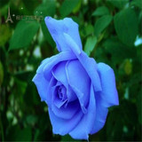 花卉绿植物室内外盆栽玫瑰花苗 蓝玫瑰 蓝杰作玫瑰花 易栽植花苗