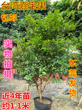 包邮树葡萄树苗正宗台湾嘉宝果树苗近4年苗约1米和4年苗