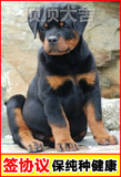 德系罗威纳犬 幼犬 出售 纯种罗威纳 德系罗威那 签订保障合同