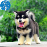出售阿拉斯加雪橇犬幼犬 纯种巨型犬 北京专业繁殖狗狗 实拍