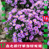 盆栽庭院四季花卉种子荷兰菊蓝紫色纽约紫菀多年生宿根耐寒花种子