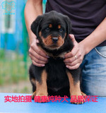 上海专业繁殖 纯种罗威纳犬 幼犬出售 家养罗威那 大头骨量宠物狗