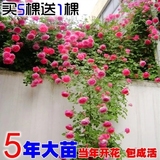 3颗包邮多花蔷薇花苗5年苗藤本月季玫瑰爬藤庭院阳台趣味观花植物