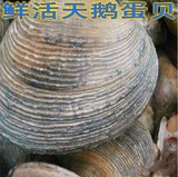 青岛鱼姐，鲜活天鹅蛋贝，鲜活海鲜，刺身料理，2-4个/斤，250克
