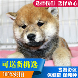 纯种秋田犬 幼犬出售 日系美系八公日本柴犬 家养活体宠物狗送货
