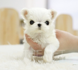puppyjump 韩国进口马尔济斯小体宠物狗狗茶杯犬泰迪博美活体出售